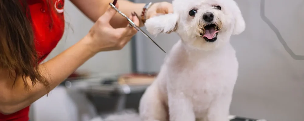 dotopet-tosa-bebe
