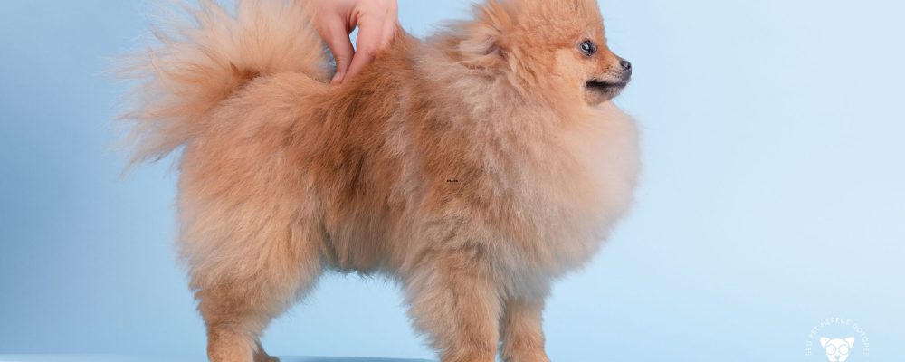 dotopet-tosa-na-tesoura