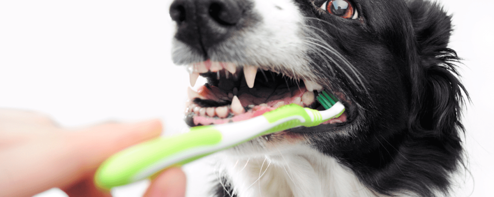 escovar-dente-de-cachorro