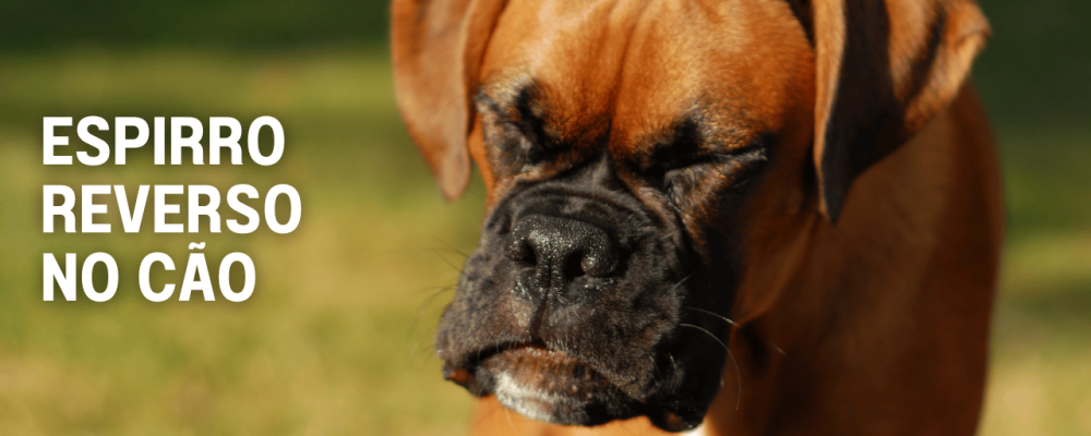 Cachorro com espirro reverso