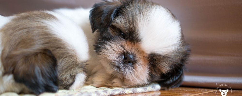 gasto-mensal-de-um-shih-tzu