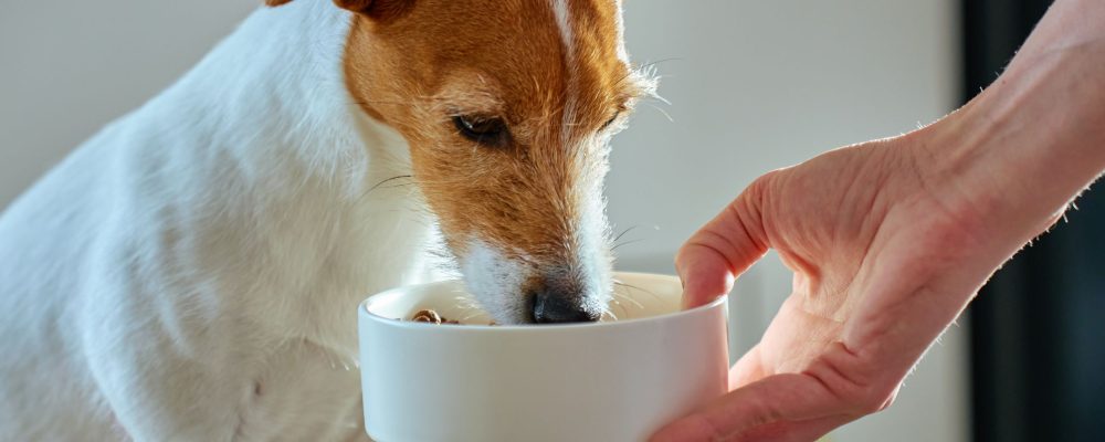 limpar comedouro de cachorro