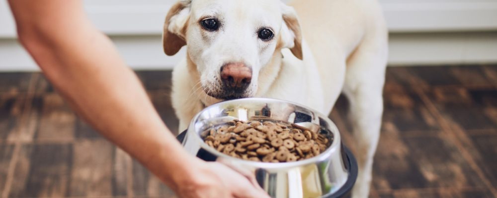 melhor-ração-para-cães