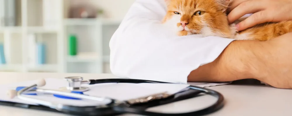 quando-levar-pet-ao-veterinario