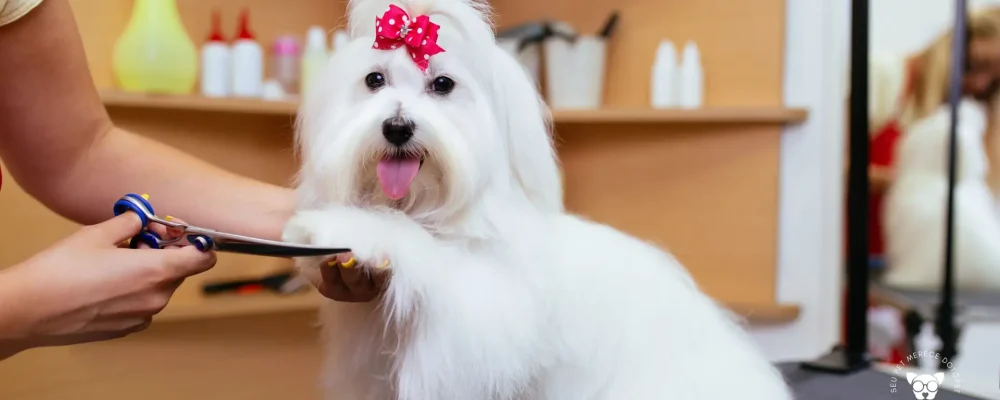 quanto-custa-tosa-higienica-cachorro