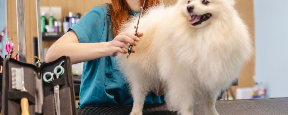 tipos de tosa para cachorro