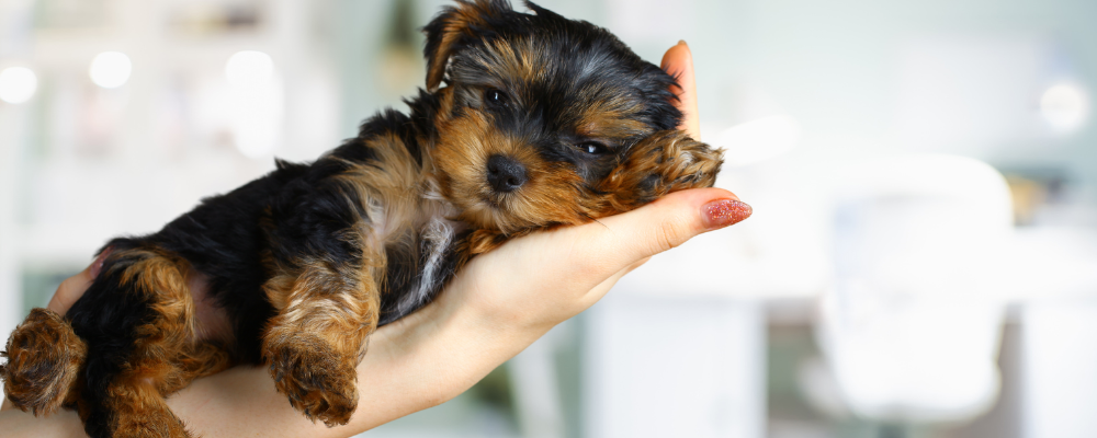 tudo-sobre-a-raca-yorkshire-terrier