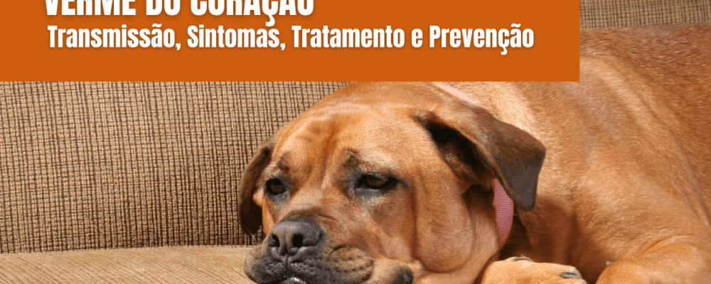 Verme do Coração em Cães Sintomas Tratamentos e Prevenção Dotôpet